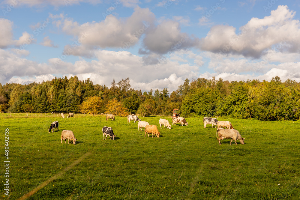 Fourteen different colors of cows eating grass at the field. Farm cattle cows eating grass in grassland at distant forest and red tractor and cloudy sky. Herd of cows on pasture in Latvia, Europe.