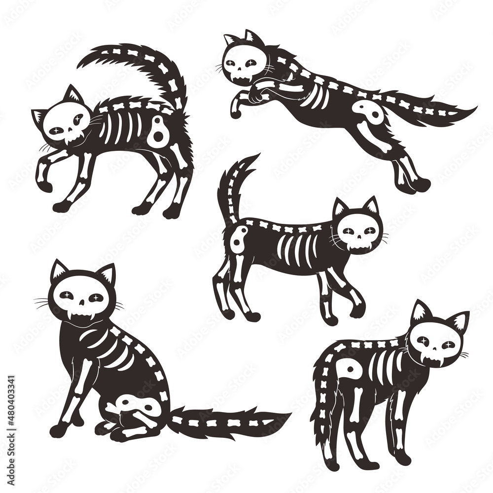 Fototapeta premium Set of cats skeletons isolated on white background. Vector graphics.
