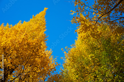 Beautiful gingko trees in Jingu Gaien. Beautiful autumn scenery in Japan.