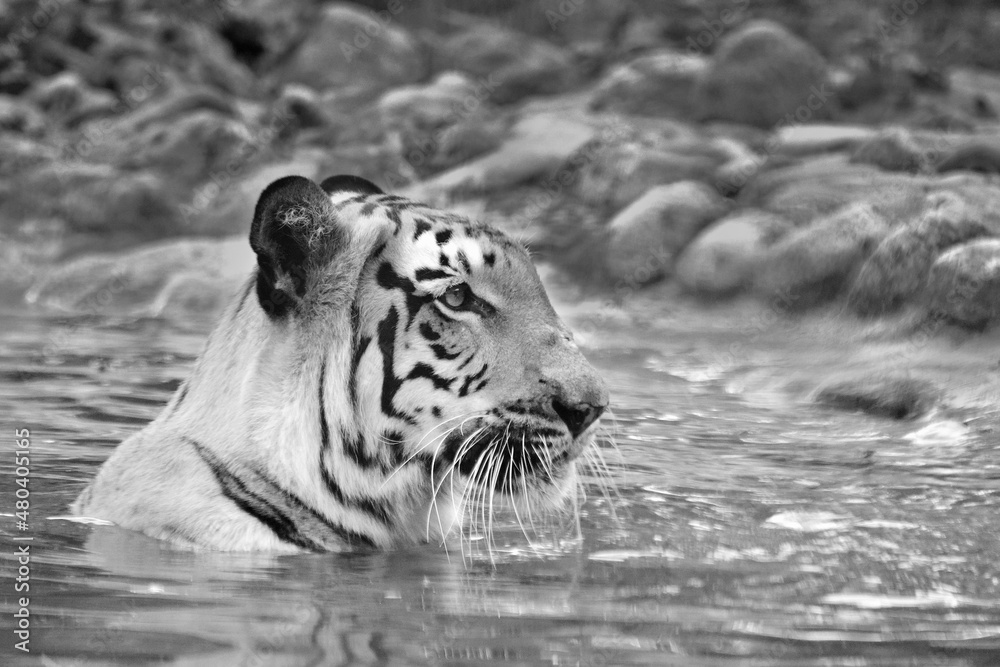 Beautiful Royal Bengal Tiger , Panthera Tigris, bathing in water. It is
