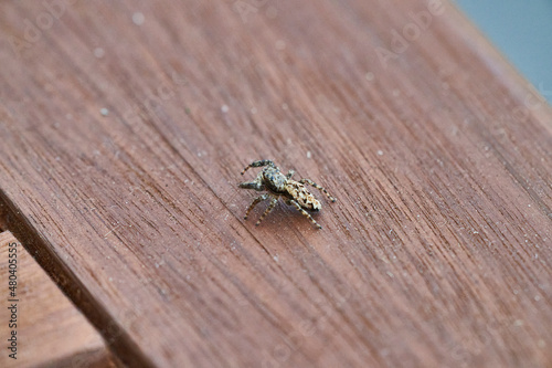 small jumping spider sitting on a wooden surface © Jens