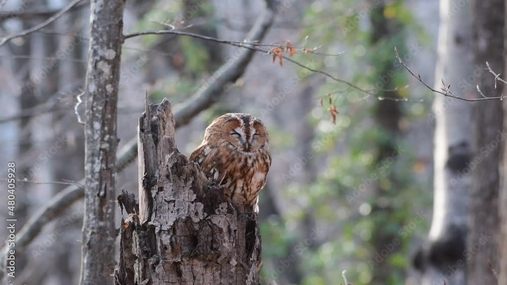 Bird of prey species Tawny Owl Strix aluco. An owl sits on a broken tree trunk and sleeps. In the wild. Bird of prey species Tawny Owl Strix aluco. An owl sits on a broken tree trunk and sleeps. In the wild.