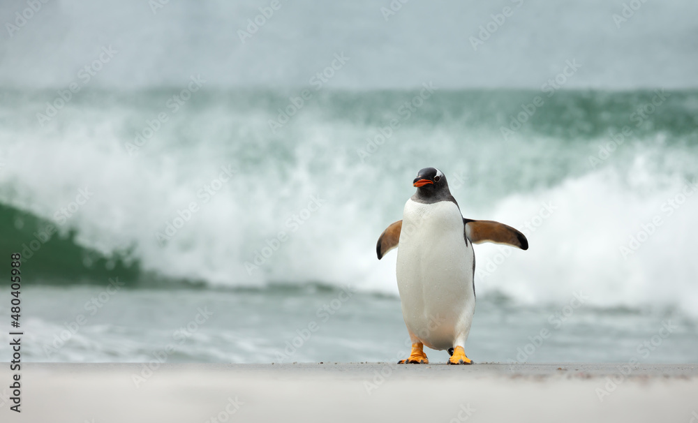 Gentoo penguin walking on a sandy beach against big waves