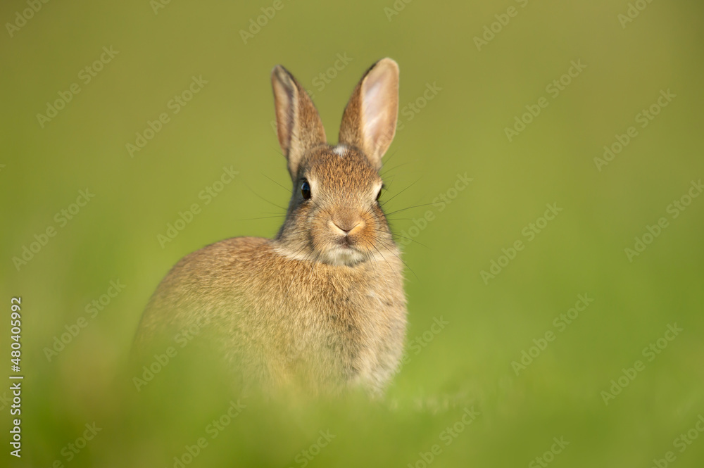 Fototapeta premium Close up of a cute little rabbit sitting in green grass