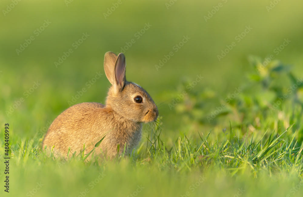 Fototapeta premium Close up of a cute little rabbit sitting in green grass