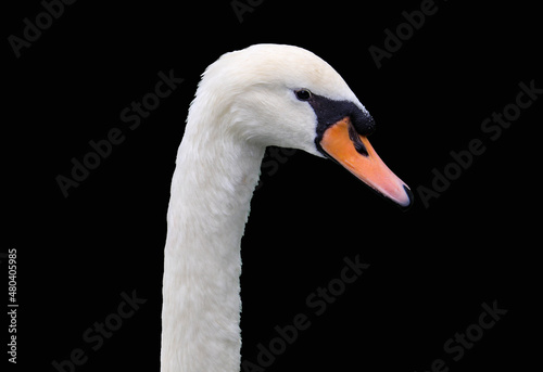 Beautiful mute swan, Cygnus olor, swimming in the lake