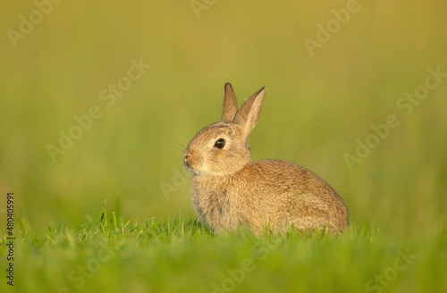 Close up of a cute little rabbit sitting in grass © giedriius