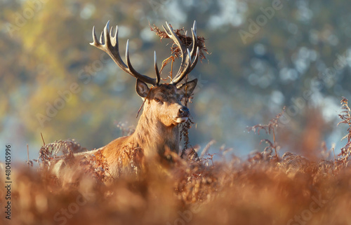 Portrait of a red deer stag in autumn