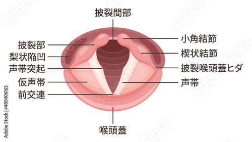 声帯のイラスト_解剖_名称