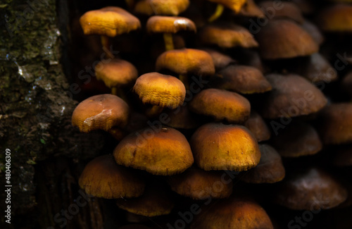 Mushrooms growing on a tree bark or trunk.