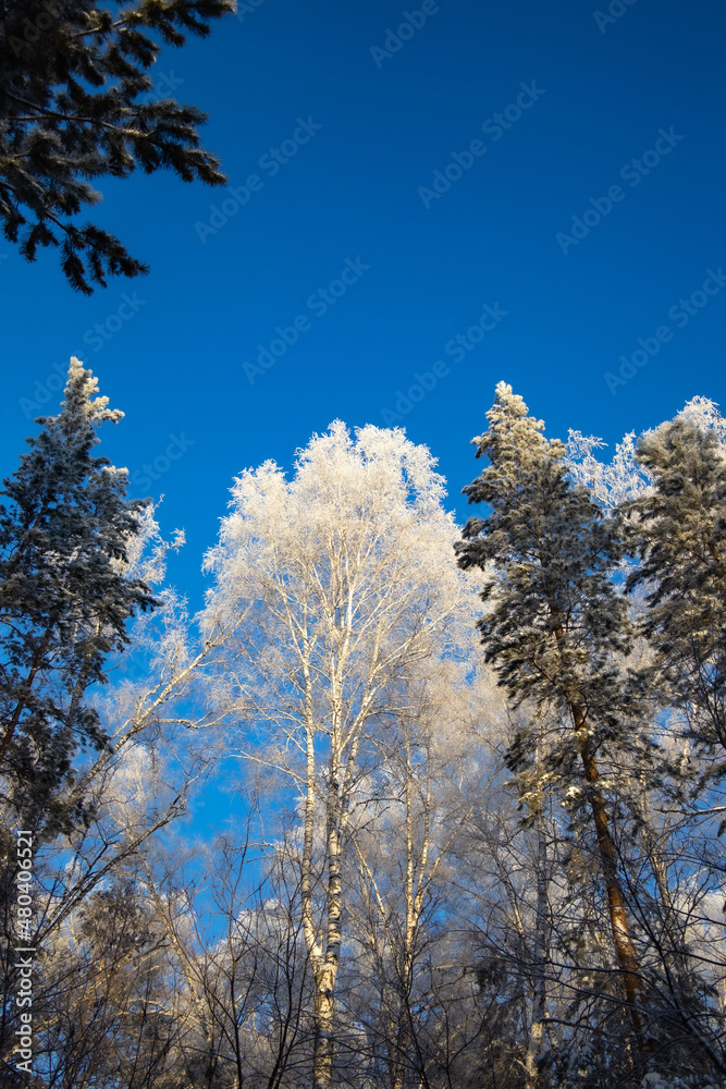 snow-covered winter forest in frost against a blue sky background snow-covered winter forest in frost against a blue sky background