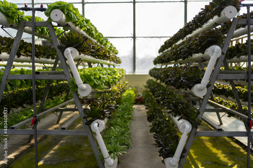 Interior of modern agricultural vegetable greenhouse