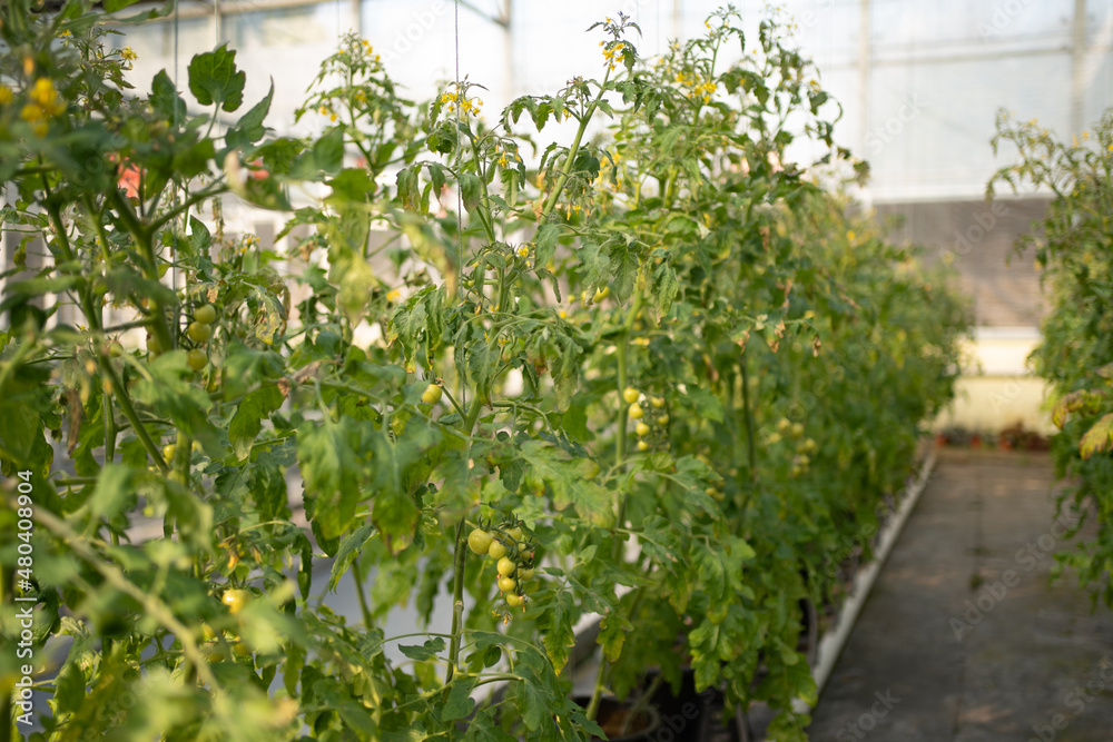 Interior of modern agricultural vegetable greenhouse