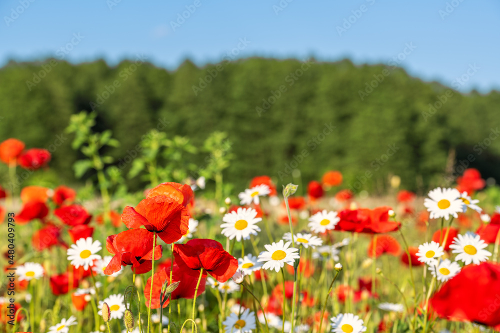 Obraz premium Corn poppy (Papaver rhoeas) is a deciduous, herbaceous plant. The odorless chamomile, also called false sea chamomile, is a plant species from the sea chamomile genus. Concept: flowers and plants