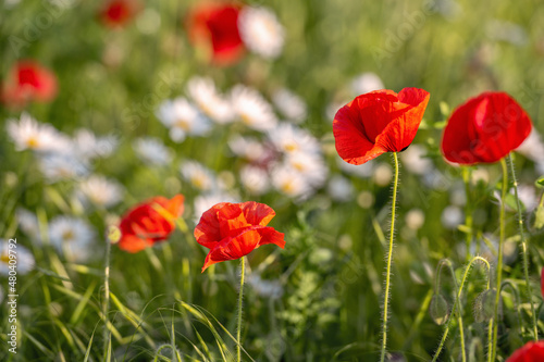 Corn poppy (Papaver rhoeas) is a deciduous, herbaceous plant. The odorless chamomile, also called false sea chamomile, is a plant species from the sea chamomile genus. Concept: flowers and plants