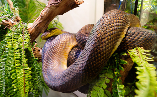 Amethystine Python (lat. Morelia amethistina).
 It is the largest snake in Australia, where it feeds mainly on bush wallaby kangaroos. Sizes in nature can reach 8.5 meters in length, in a terrarium it photo