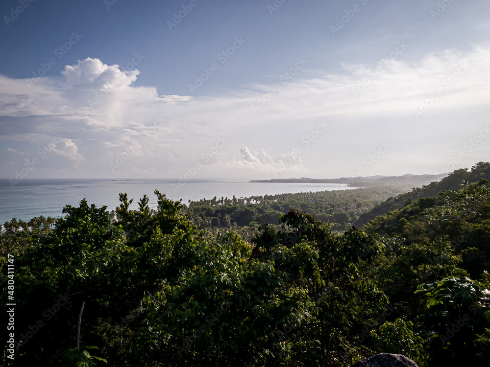Panorama of palm tree jungle in Samaná
