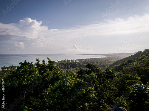 Panorama of palm tree jungle in Saman  