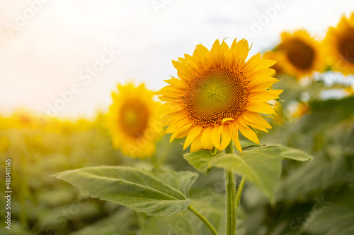 Fototapeta Naklejka Na Ścianę i Meble -  Field of sunflowers. Flowers sunflower against the sky. Cultivation of sunflowers. Sunflower swaying in the wind.