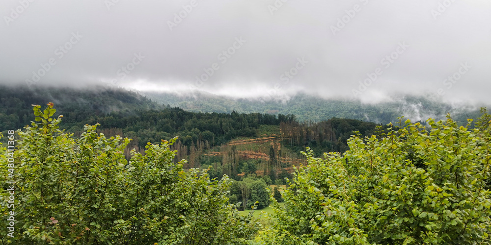 Exploitation forestière en Bourgogne-Franche-Comté, France