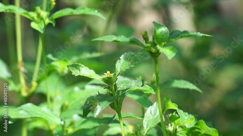 Synedrella nodiflora (also called Ucacou Adans, Verbesina nodiflora, Eclipta latifolia, Blainvillea latifolia, Ecliptica latifoliaWedelia cryptocephala, Ucacou nodiflorum, Nodeweed) in the garden. photo