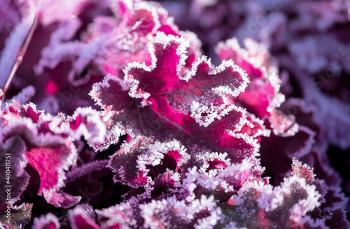 Red leaves of a plant in frosty hoarfrost. Winter sunny day.