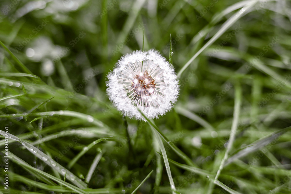 Dandelion in Grass. Dandelion Blowing in Spring. Dandelion in Grass. Dandelion Blowing in Spring.