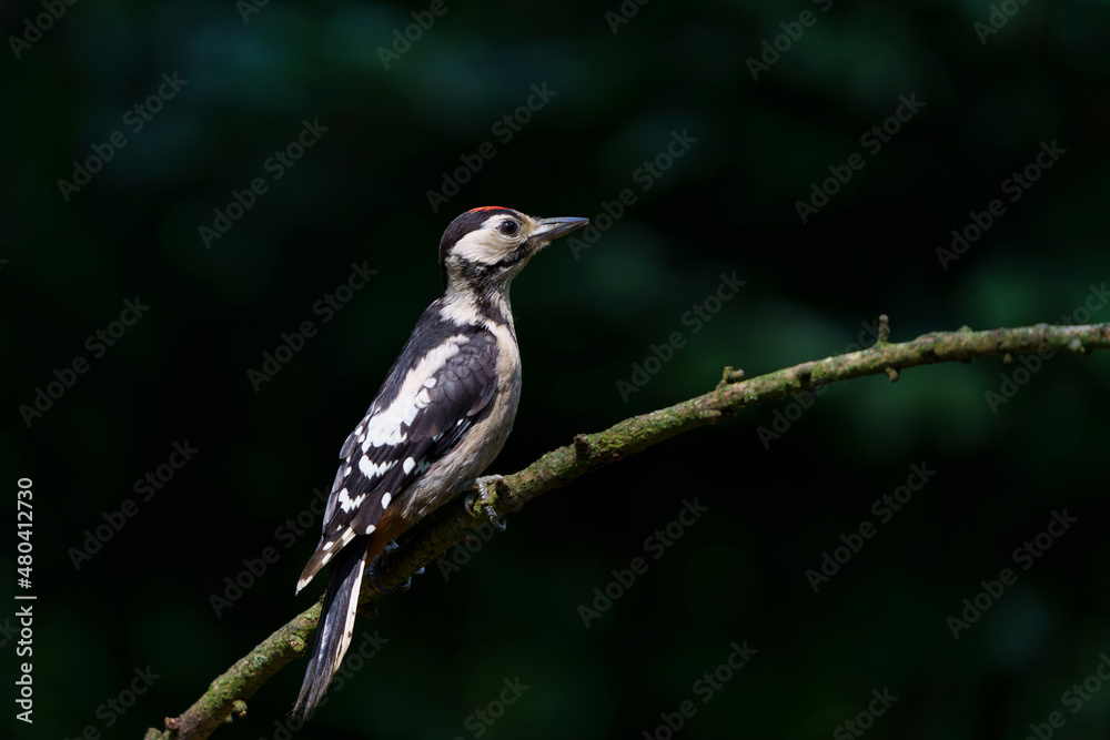Great spotted woodpecker (Dendrocopos major) sitting in the forest in the Netherlands Great spotted woodpecker (Dendrocopos major) sitting in the forest in the Netherlands