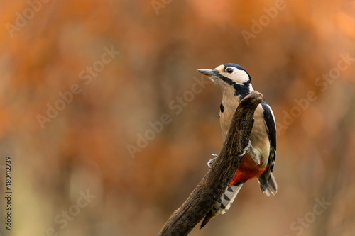 Great spotted woodpecker (Dendrocopos major) sitting in the forest in the Netherlands
