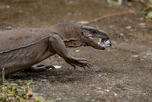 Wild monitor lizard take a fish head close up