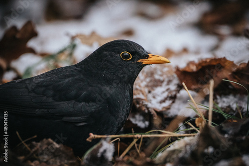 blackbird in the snow ground looking for seeds