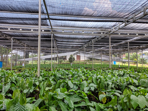 a collection of plant seeds in the nursery.