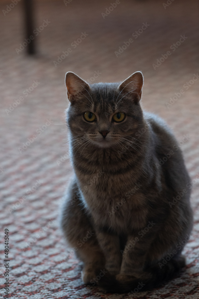A fluffy, gray, striped cat looks at the camera. A village yard cat sits in the house and looks into the frame.