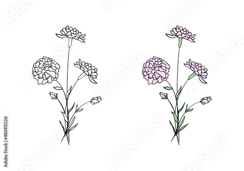 birth flower line art and color pink carnation