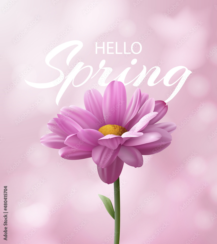 Hello spring banner with realistic pink chrysanthemum flower on a blurred pink background with bokeh. Vector illustration.