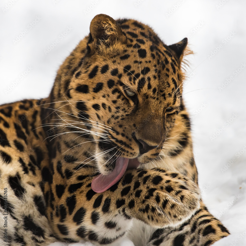 The Far Eastern leopard washes up The Far Eastern leopard washes up