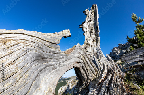 the majestic Pino Loricato (Bosnian pine) a millennial age tree in the Pollino National Park. Pinus heldreichii, leucodermis. Calabria and Basilicata, Italy photo