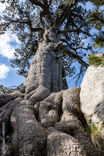 the majestic Pino Loricato (Bosnian pine) called  Patriarca (patriarch) due to its millennial age in the Pollino National Park. Pinus heldreichii or Pinus leucodermis. Calabria and Basilicata, Italy photo