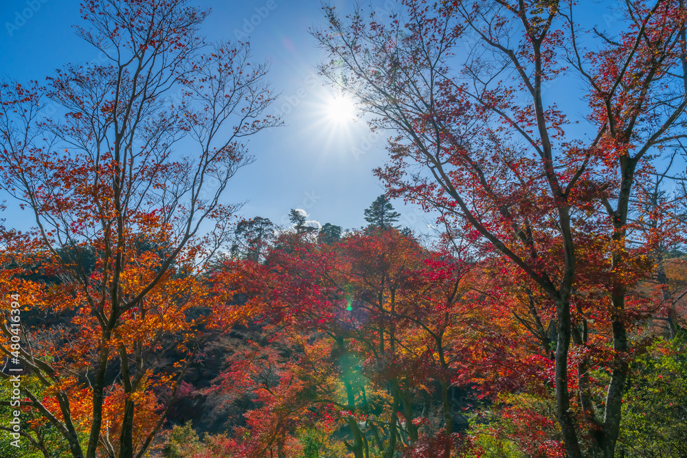 静岡県伊豆市修善寺自然公園もみじ林の紅葉