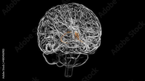 Brain stria terminalis Anatomy For Medical Concept 3D Animation