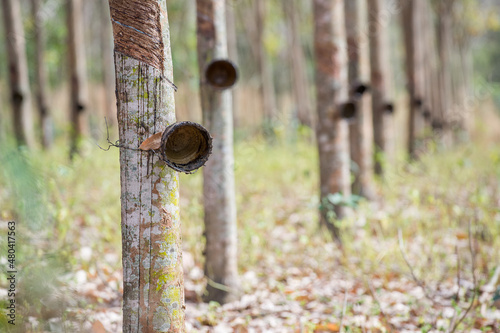 Rubber trees outside Hua Hin in Prachuap Khiri Khan. Rubber trees were originally imported from South America to Thailand who is now the world’s leading exporter of rubber.