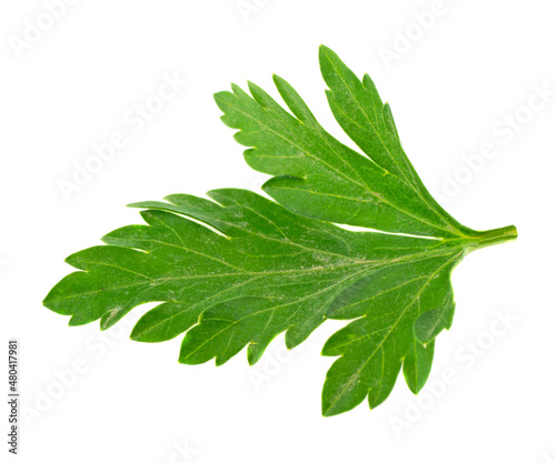 green parsley leaf isolated on white background