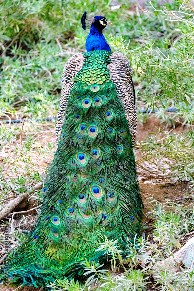 Obraz premium Indian peacock (Pavo cristatus) sits with its back to the camera