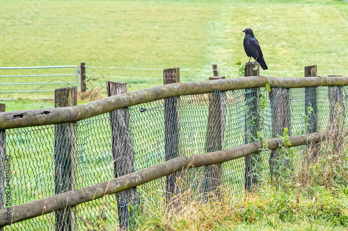 Fence between meadow and path © Ulrich