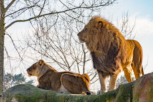 Le roi de la jungle