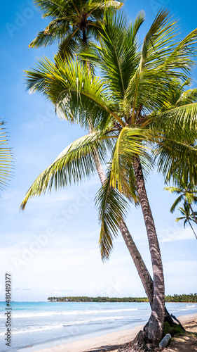 Caribbean beach with palm trees in Dominican Republic