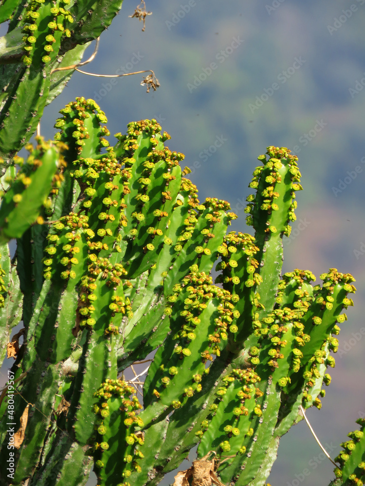 Fototapeta premium Cactus on isolated background. green cactus isolated.