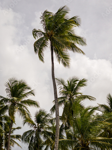 Coconut palm trees in the wind