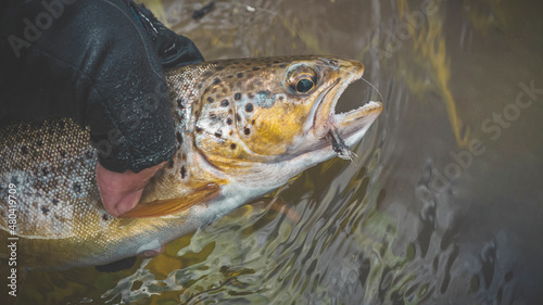 Fototapeta Naklejka Na Ścianę i Meble -  Beautiful trout in the hands of the angler. Principle caught and released.