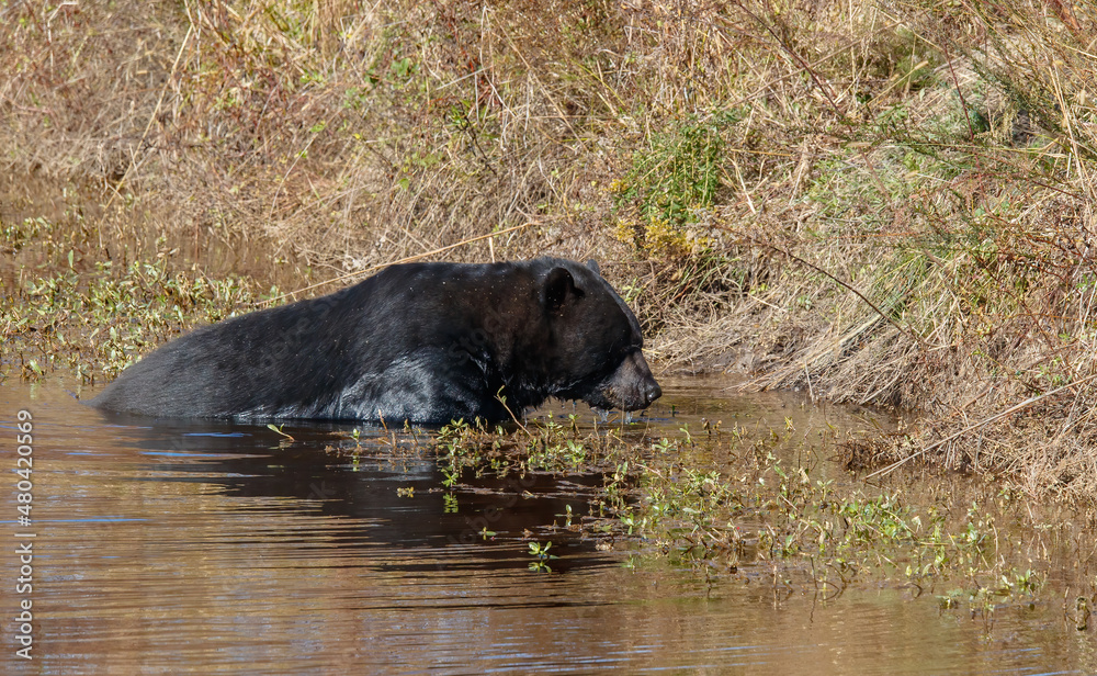 Black bear in field cooling in water Black bear in field cooling in water